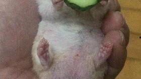 老王吃瓜比赛视频,一场视觉盛宴与味蕾挑战的完美结合